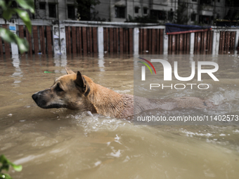 A dog is wading through a waterlogged street after a heavy downpour in Dhaka, Bangladesh, on July 12, 2024. (