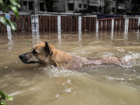 A dog is wading through a waterlogged street after a heavy downpour in Dhaka, Bangladesh, on July 12, 2024. (