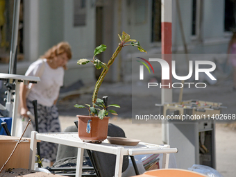 A potted plant is sitting at the Ohmatdyt National Specialized Children's Hospital, devastated by the Russian missile attack on July 8, in K...