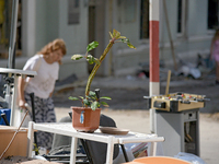 A potted plant is sitting at the Ohmatdyt National Specialized Children's Hospital, devastated by the Russian missile attack on July 8, in K...