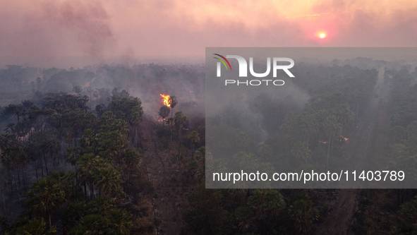 An area of endemic palm trees in the Pantanal, called Carandas, is burning out of control in Corumba, Brazil, on July 4, 2024. Despite the e...