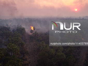 An area of endemic palm trees in the Pantanal, called Carandas, is burning out of control in Corumba, Brazil, on July 4, 2024. Despite the e...