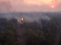 An area of endemic palm trees in the Pantanal, called Carandas, is burning out of control in Corumba, Brazil, on July 4, 2024. Despite the e...