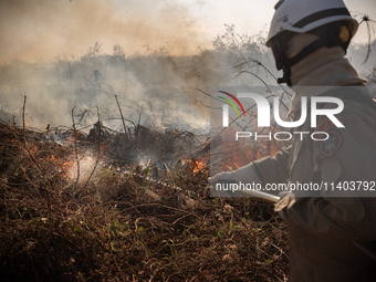 In Corumba, Brazil, on July 2, 2024, a firefighter is inspecting a recently controlled area on the plains of the Paraguay River in the Panta...