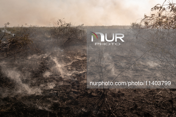 In Corumba, Brazil, on July 2, 2024, more than 762,000 hectares of the Pantanal are being consumed by fire in just the first six months of 2...