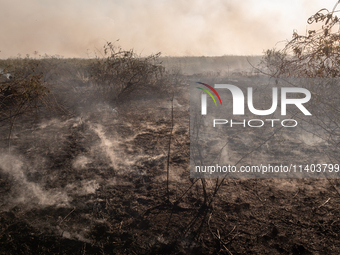 In Corumba, Brazil, on July 2, 2024, more than 762,000 hectares of the Pantanal are being consumed by fire in just the first six months of 2...