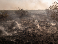 In Corumba, Brazil, on July 2, 2024, more than 762,000 hectares of the Pantanal are being consumed by fire in just the first six months of 2...