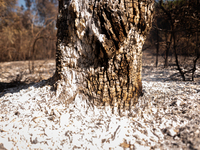 In Corumba, Brazil, on July 3, 2024, more than 762,000 hectares of the Pantanal are being consumed by fire in just the first six months of 2...