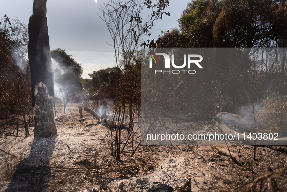 In Corumba, Brazil, on July 3, 2024, more than 762,000 hectares of the Pantanal are being consumed by fire in just the first six months of 2...