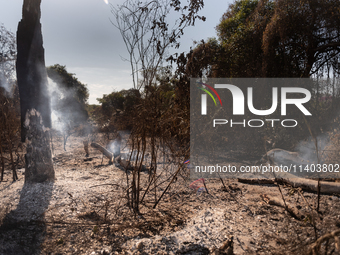 In Corumba, Brazil, on July 3, 2024, more than 762,000 hectares of the Pantanal are being consumed by fire in just the first six months of 2...