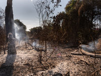 In Corumba, Brazil, on July 3, 2024, more than 762,000 hectares of the Pantanal are being consumed by fire in just the first six months of 2...