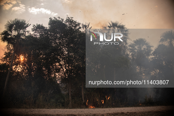 An area of Carandas near the Trunk Line of the Northwest Railway of Brazil is burning intensely despite efforts to control the flames in Cor...