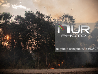 An area of Carandas near the Trunk Line of the Northwest Railway of Brazil is burning intensely despite efforts to control the flames in Cor...