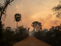 An area of Carandas near the Trunk Line of the Northwest Railway of Brazil is burning intensely despite efforts to control the flames in Cor...