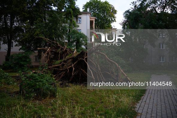 An eradicated tree is being pictured in the Mokotow district after an overnight storm is hitting Warsaw, Poland, on July 13, 2024. 