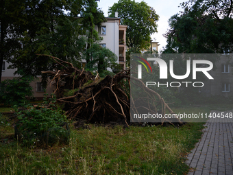 An eradicated tree is being pictured in the Mokotow district after an overnight storm is hitting Warsaw, Poland, on July 13, 2024. (