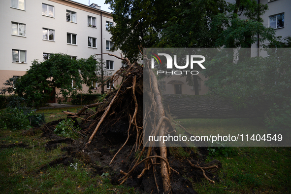 An eradicated tree is being pictured in the Mokotow district after an overnight storm is hitting Warsaw, Poland, on July 13, 2024. 