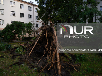 An eradicated tree is being pictured in the Mokotow district after an overnight storm is hitting Warsaw, Poland, on July 13, 2024. (