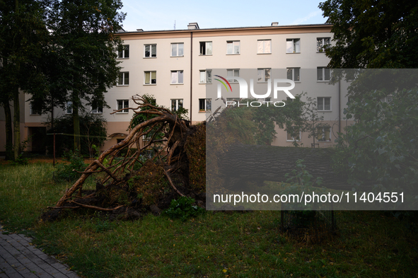 An eradicated tree is being pictured in the Mokotow district after an overnight storm is hitting Warsaw, Poland, on July 13, 2024. 