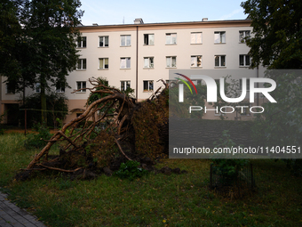 An eradicated tree is being pictured in the Mokotow district after an overnight storm is hitting Warsaw, Poland, on July 13, 2024. (