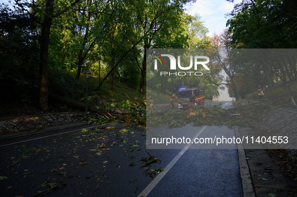 Firefighters are removing fallen trees in the Srodmiescie district after an overnight storm in Warsaw, Poland, on July 13, 2024. 