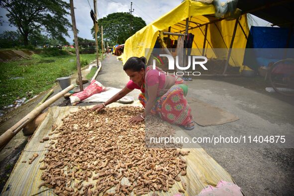 A woman is drying her turmeric on a road in Nagaon District of Assam, India, on July 13, 2024. 