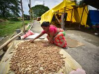 A woman is drying her turmeric on a road in Nagaon District of Assam, India, on July 13, 2024. (