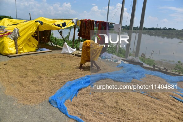 A woman is drying her paddy crop on a road in Nagaon District of Assam, India, on July 13, 2024. 