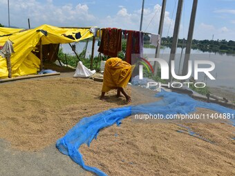 A woman is drying her paddy crop on a road in Nagaon District of Assam, India, on July 13, 2024. (