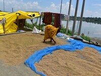 A woman is drying her paddy crop on a road in Nagaon District of Assam, India, on July 13, 2024. (