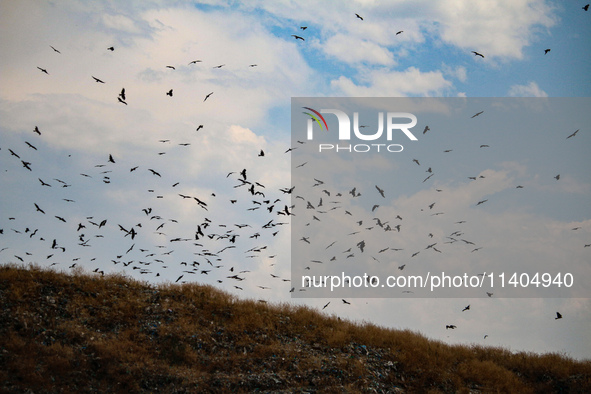 Birds are flying at an open garbage dumping site in Srinagar, Jammu and Kashmir, on July 13, 2024. The improper disposal of waste in Srinaga...