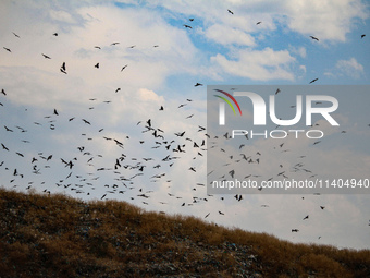 Birds are flying at an open garbage dumping site in Srinagar, Jammu and Kashmir, on July 13, 2024. The improper disposal of waste in Srinaga...