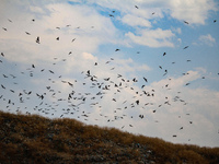 Birds are flying at an open garbage dumping site in Srinagar, Jammu and Kashmir, on July 13, 2024. The improper disposal of waste in Srinaga...