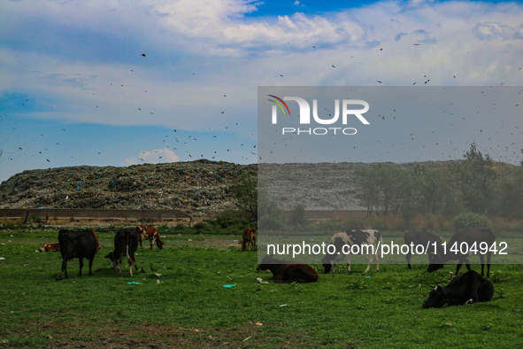 Cows are grazing past heaps of garbage at an open garbage dumping site in Srinagar, Jammu and Kashmir, on July 13, 2024. The improper dispos...