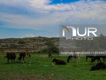 Cows are grazing past heaps of garbage at an open garbage dumping site in Srinagar, Jammu and Kashmir, on July 13, 2024. The improper dispos...