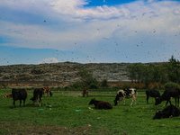 Cows are grazing past heaps of garbage at an open garbage dumping site in Srinagar, Jammu and Kashmir, on July 13, 2024. The improper dispos...