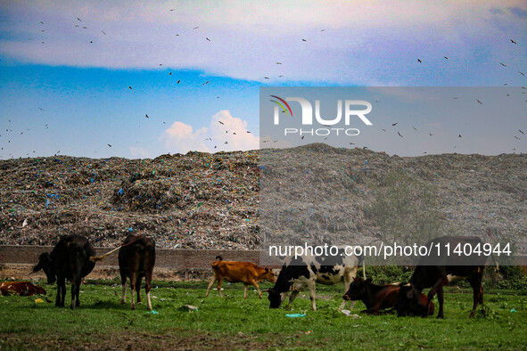 Cows are grazing past heaps of garbage at an open garbage dumping site in Srinagar, Jammu and Kashmir, on July 13, 2024. The improper dispos...