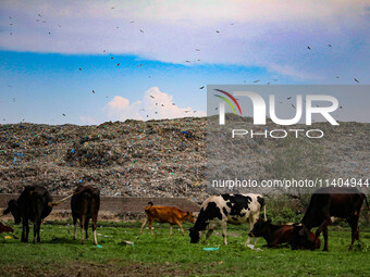 Cows are grazing past heaps of garbage at an open garbage dumping site in Srinagar, Jammu and Kashmir, on July 13, 2024. The improper dispos...