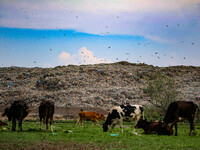 Cows are grazing past heaps of garbage at an open garbage dumping site in Srinagar, Jammu and Kashmir, on July 13, 2024. The improper dispos...