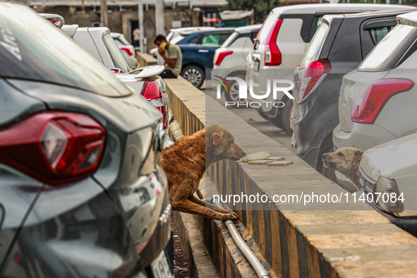 Stray dogs are eating bread from a car parking area in Srinagar, Jammu and Kashmir, India, on July 14, 2024. 