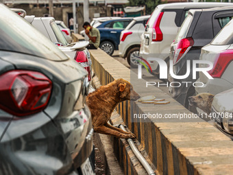 Stray dogs are eating bread from a car parking area in Srinagar, Jammu and Kashmir, India, on July 14, 2024. (