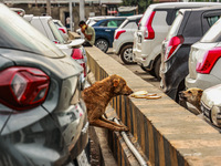 Stray dogs are eating bread from a car parking area in Srinagar, Jammu and Kashmir, India, on July 14, 2024. (