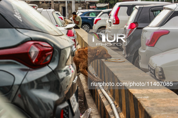 Stray dogs are eating bread from a car parking area in Srinagar, Jammu and Kashmir, India, on July 14, 2024. 