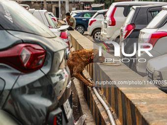 Stray dogs are eating bread from a car parking area in Srinagar, Jammu and Kashmir, India, on July 14, 2024. (