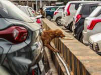 Stray dogs are eating bread from a car parking area in Srinagar, Jammu and Kashmir, India, on July 14, 2024. (