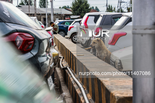 Stray dogs are eating bread from a car parking area in Srinagar, Jammu and Kashmir, India, on July 14, 2024. 