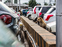 Stray dogs are eating bread from a car parking area in Srinagar, Jammu and Kashmir, India, on July 14, 2024. (