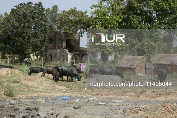 Cattle are grazing in Najibabad, Uttar Pradesh, India, on April 19, 2024. 