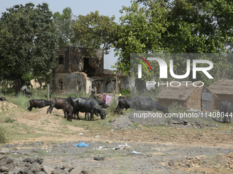 Cattle are grazing in Najibabad, Uttar Pradesh, India, on April 19, 2024. (