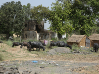 Cattle are grazing in Najibabad, Uttar Pradesh, India, on April 19, 2024. (